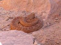 Crotalus viridis abyssus - Grand Canyon Rattlesnake