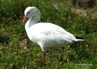 Snow Goose - Anser caerulescens