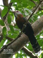 Scale-feathered Malkoha - Phaenicophaeus cumingi