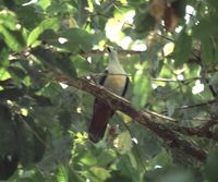 Maroon-chinned Fruit Dove - Ptilinopus subgularis