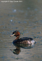 Little Grebe - Tachybaptus ruficollis