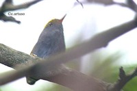 Slaty-bellied Tesia - Tesia olivea