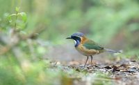 Pitta-like Ground-Roller (Atelornis pittoides) photo