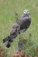 Long-winged Harrier - Circus buffoni