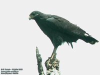 Great Black-Hawk - Buteogallus urubitinga
