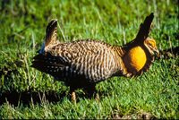 Greater Prairie-Chicken - Tympanuchus cupido