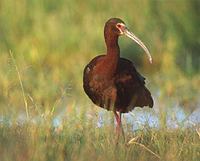 White-faced Ibis (Plegadis chihi) photo