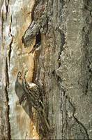 Brown Creeper (Certhia americana) photo