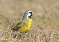 Canary-winged (Black-throated) Finch (Melanodera melanodera) photo