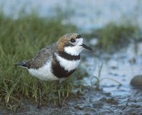 Two-banded Plover (Charadrius falklandicus) photo