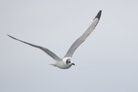 Franklin's Gull (Larus pipixcan) photo