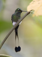 Booted Racket-tail (Ocreatus underwoodii) photo