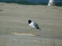 Great Black-headed Gull - Larus ichthyaetus