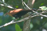 Black-bellied Cuckoo - Piaya melanogaster