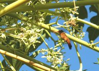 Cinnamon Hummingbird - Amazilia rutila