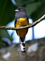 Violaceous Trogon - Trogon violaceus