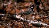 Long-tailed Ground-Roller - Uratelornis chimaera