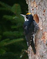 Black-backed Woodpecker - Picoides arcticus