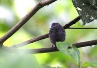 Slaty Antwren - Myrmotherula schisticolor