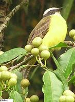 White-ringed Flycatcher - Conopias albovittata