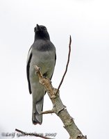 McGregor's Cuckoo-shrike - Coracina mcgregori