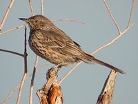 Sage Thrasher - Oreoscoptes montanus