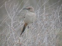 Le Conte's Thrasher - Toxostoma lecontei