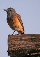 Little Rock-Thrush - Monticola rufocinereus