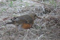 Brown-headed Thrush - Turdus chrysolaus