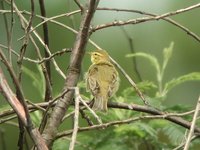 Willow Warbler - Phylloscopus trochilus