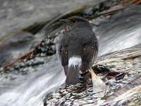 Plumbeous Redstart - Rhyacornis fuliginosus