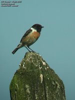 European Stonechat - Saxicola rubicola