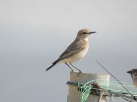 Isabelline Wheatear - Oenanthe isabellina