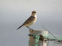 Isabelline Wheatear - Oenanthe isabellina