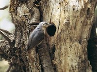 Algerian Nuthatch - Sitta ledanti