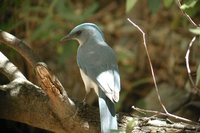 Mexican Jay - Aphelocoma ultramarina