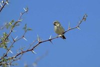 Scaly Weaver - Sporopipes squamifrons