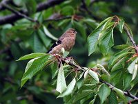 Eurasian Bullfinch - Pyrrhula pyrrhula