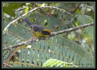 Tricolored Brush-Finch - Atlapetes tricolor