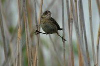 Seaside Sparrow - Ammodramus maritimus