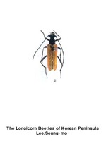 우단꽃하늘소 - Nivellia sanguinosa