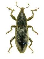 Lixus acutipennis - 흰띠길쭉바구미