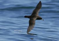 Flesh-footed Shearwater (Puffinus carneipes)