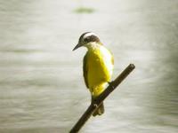 Lesser kiskadee