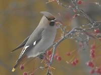 Bohemian Waxwings