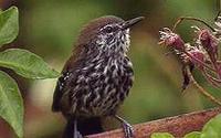 ...New Marsh Antwren (female) from S�o Paulo, Brazil - Formicivora (Stymphalornis) sp. - Bicudinho-