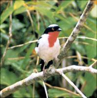 CHERRY-THROATED TANAGER, Nemosia rourei