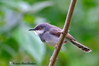 Grey-Breasted Prinia Prinia hodgsonii