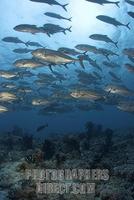 Bigeye jacks Caranx sexfasciatus , Maledives , Indian Ocean stock photo