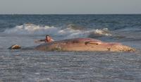 Dead subadult Sperm whale